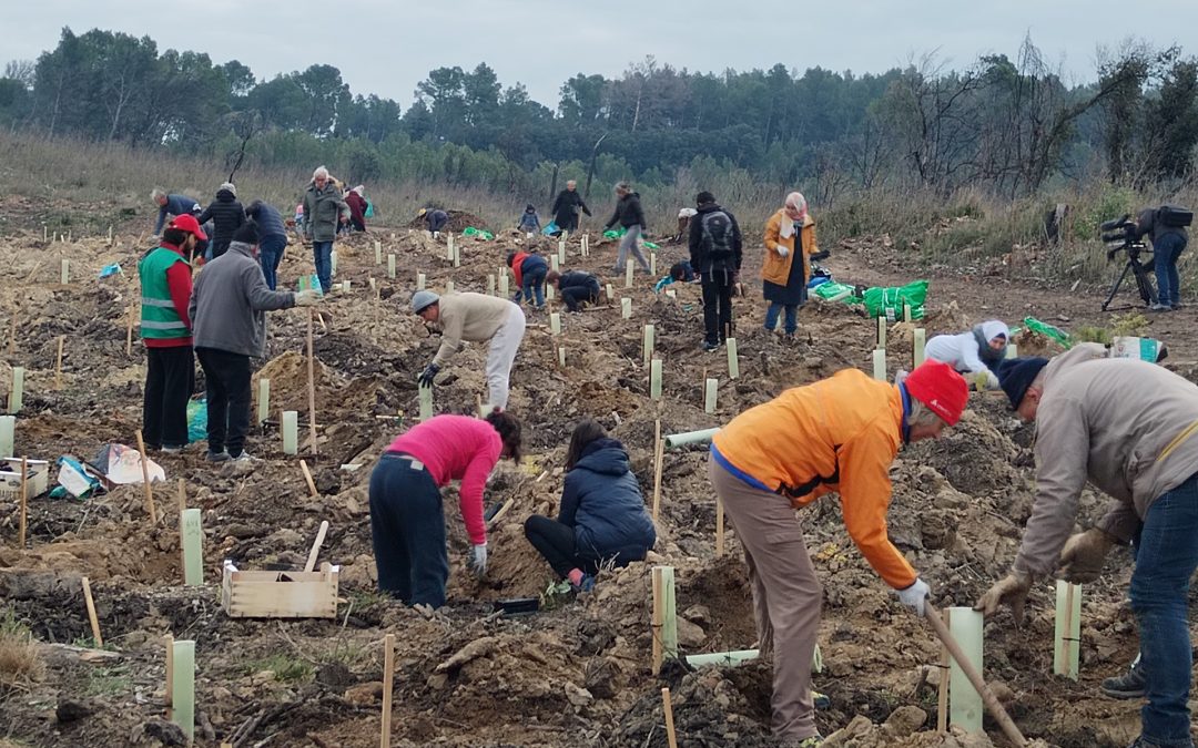 Des milliers d’arbres pour la Montagnette – revue de presse